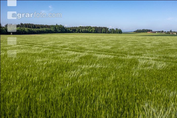 Agrarland im Mai 4