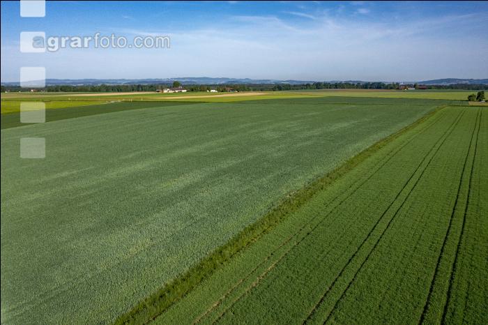 Agrarland im Mai 3