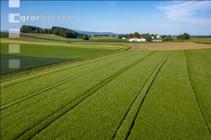 Agrarland im Mai 2