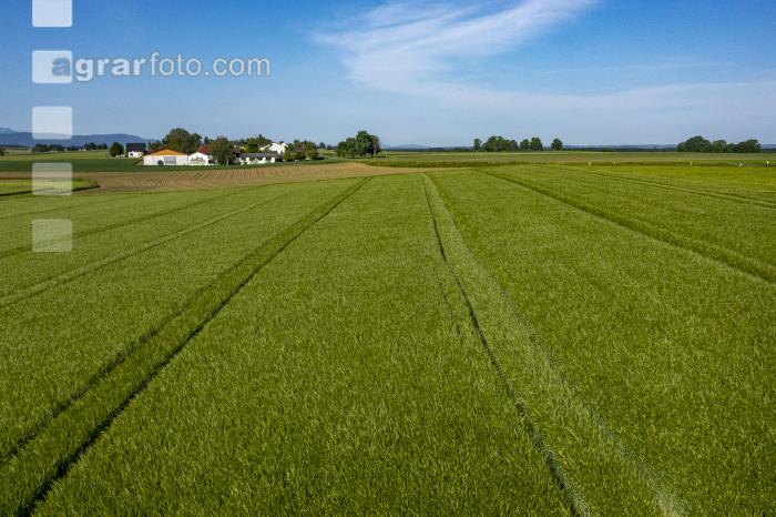 Agrarland im Mai 1