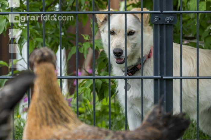 Hund beobachtet Hühner 6