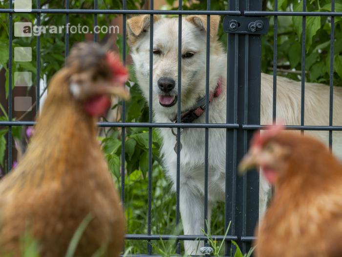Hund beobachtet Hühner 4