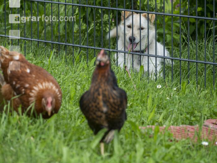 Hund beobachtet Hühner 1