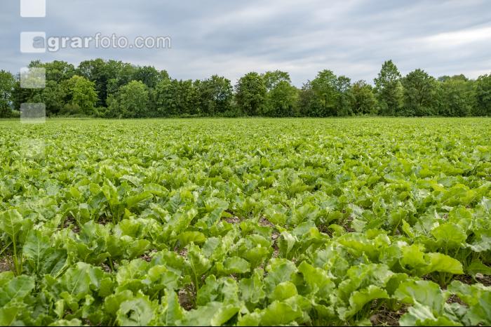 Sugar beet canopy closure 1