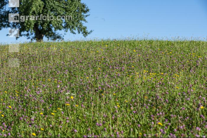 Mittelintensive Dauerwiese 1
