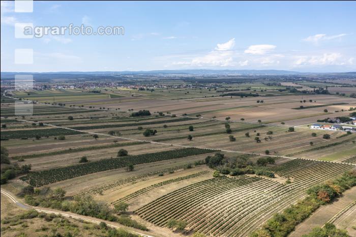 Trockenheit Burgenland 5