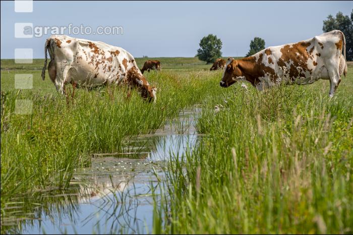 Red Holstein Herde 24