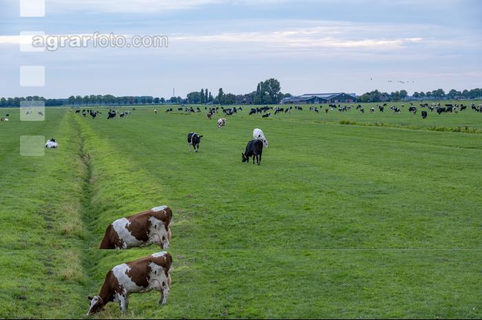 Holstein Herde in Holland 16