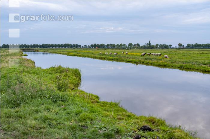 Holstein Herde in Holland 15