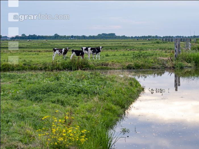 Holstein Herde in Holland 14