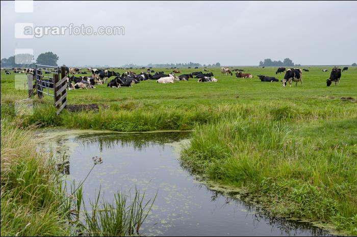 Holstein Herde in Holland 13