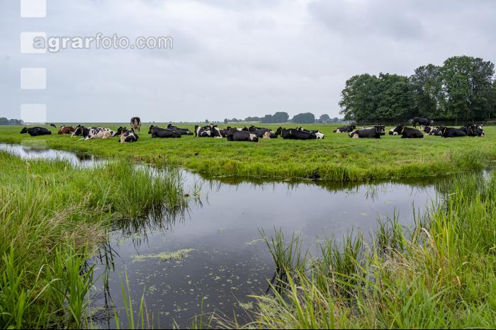 Holstein Herde in Holland 11