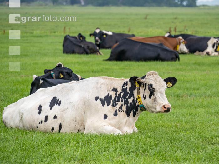 Holstein Herde in Holland 7