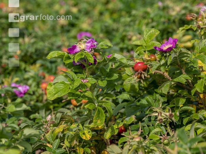 Wildrose 4