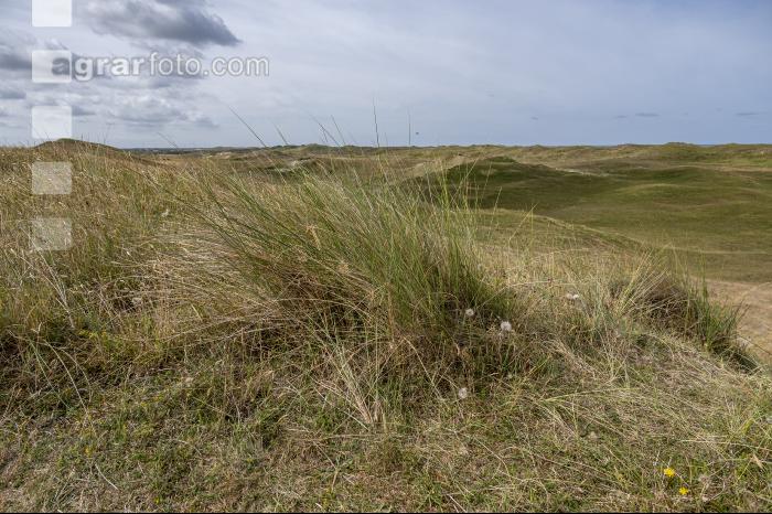 Nordseedeiche Holland 1