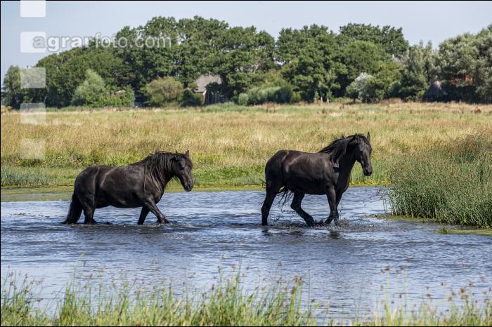 Friesenpferde in Nordholland 8