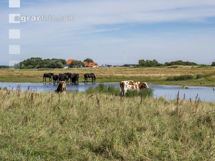 Friesenpferde in Nordholland 2