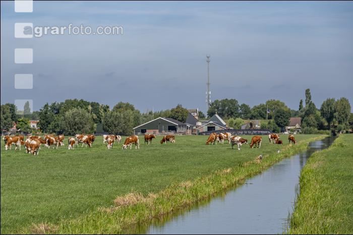 Viehweiden Polder 3