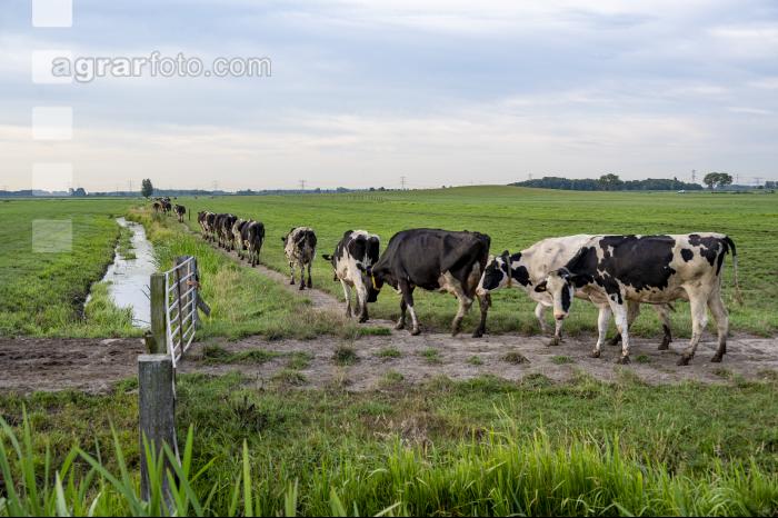 Holstein Herde in Holland 5