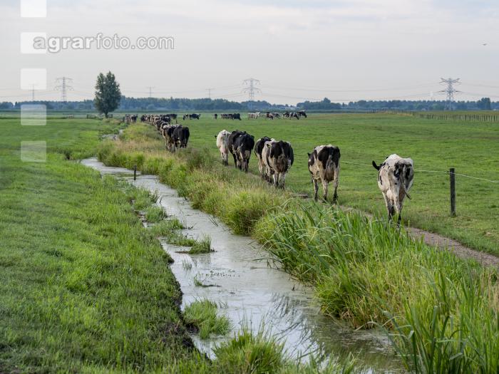 Holstein Herde in Holland 1