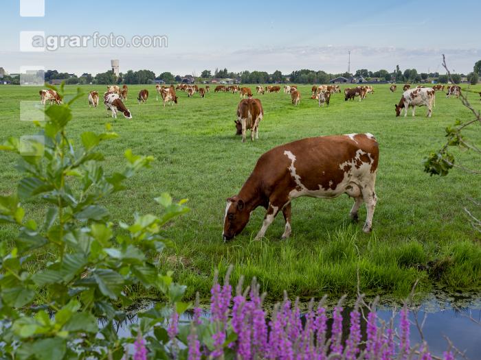 Red Holstein Herde 20