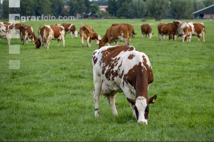 Red Holstein Herde 16