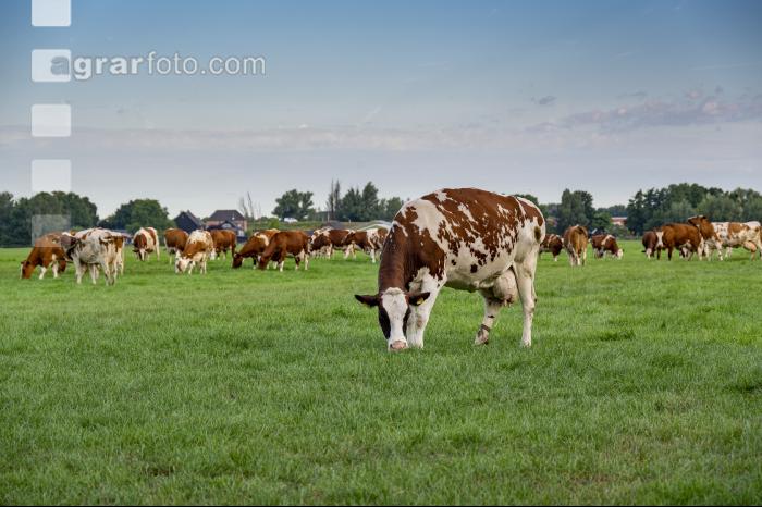 Red Holstein Herde 14