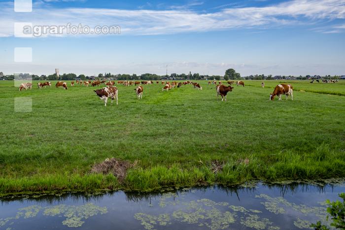 Red Holstein Herde 13