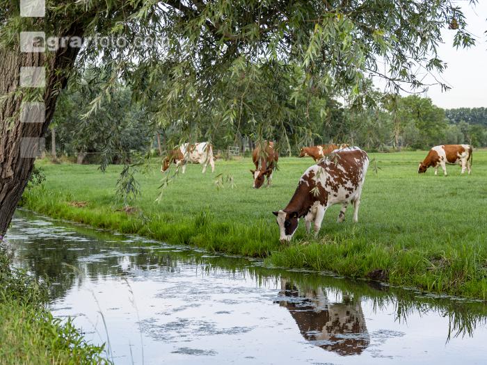 Red Holstein Herde 10