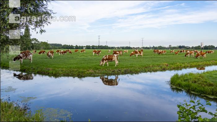 Red Holstein Herde 8