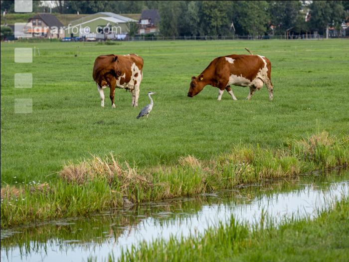 Red Holstein Herde 7