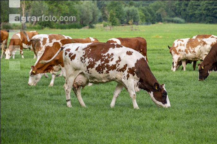 Red Holstein Herde 6