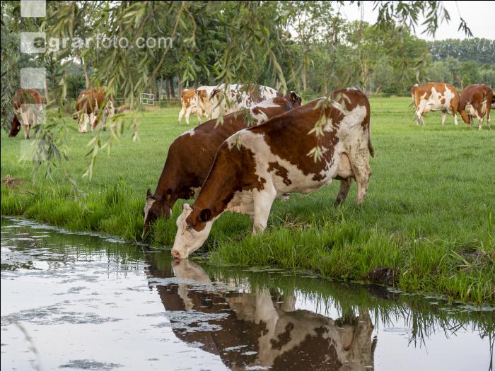 Red Holstein Herde 4