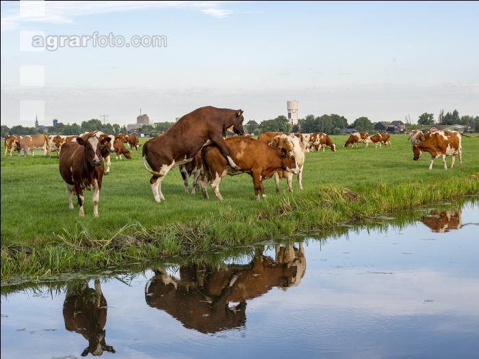 Red Holstein Herde 1