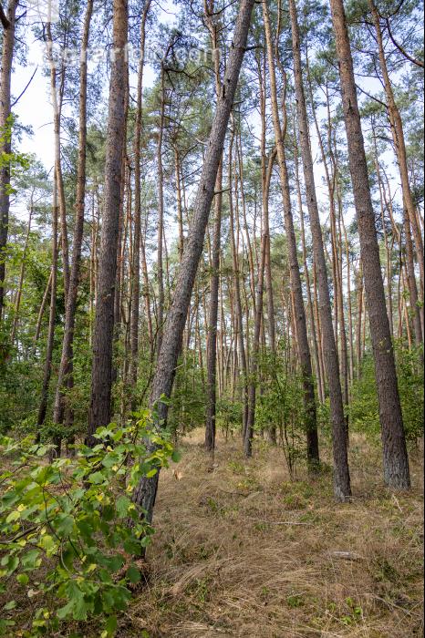 Waldkiefer 6