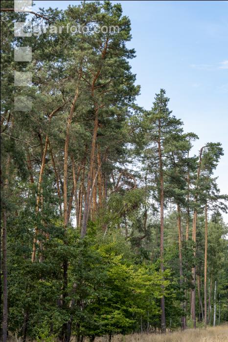 Waldkiefer 1