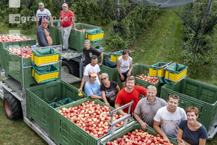 Apfelernte Puch bei Weiz 36