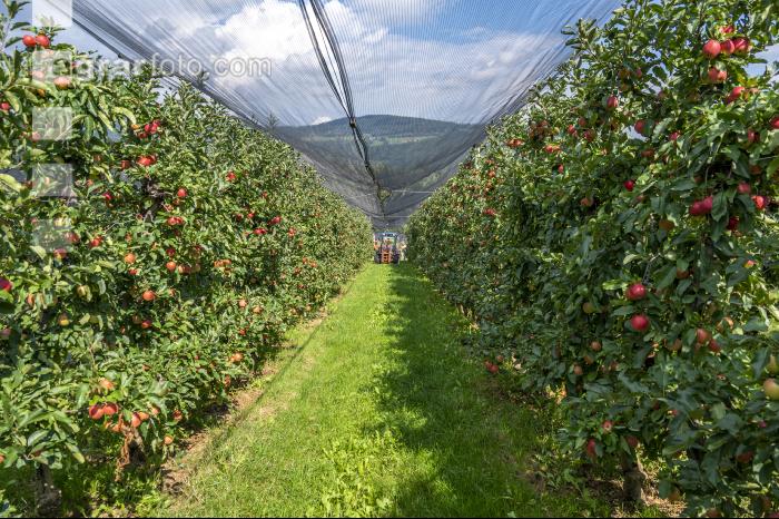 Apfelernte Puch bei Weiz 33