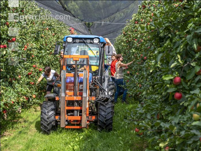 Apfelernte Puch bei Weiz 28