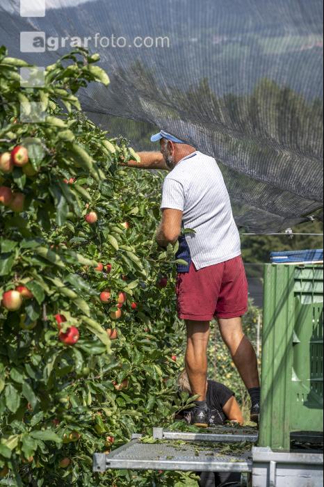 Apfelernte Puch bei Weiz 18