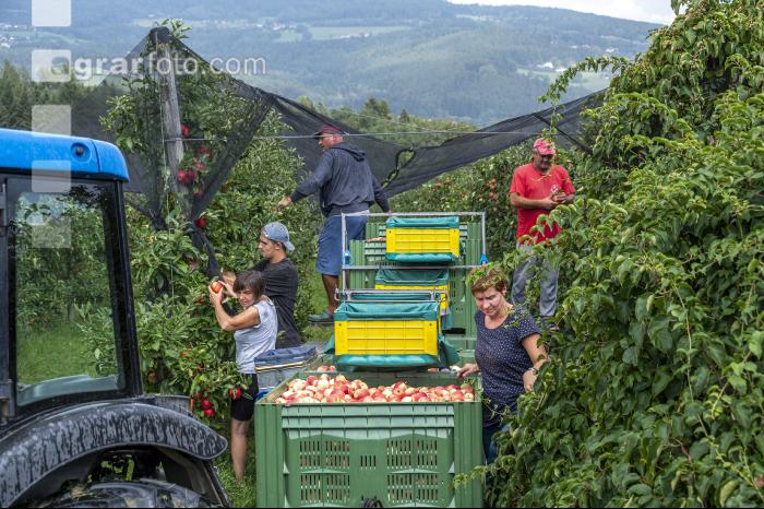 Apfelernte Puch bei Weiz 14