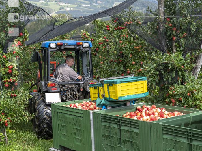 Apfelernte Puch bei Weiz 10