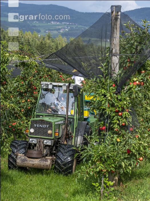 Apfelernte Puch bei Weiz 6
