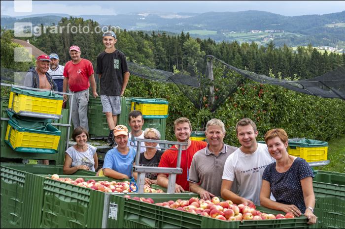 Apfelernte Puch bei Weiz 4