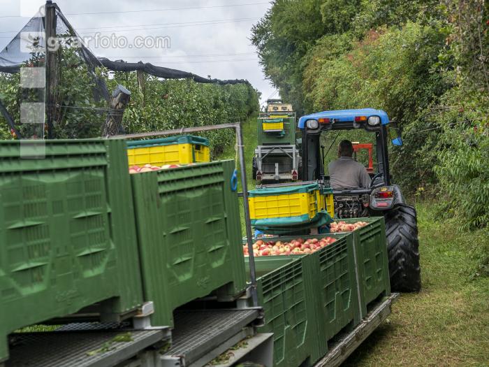 Apfelernte Puch bei Weiz 3