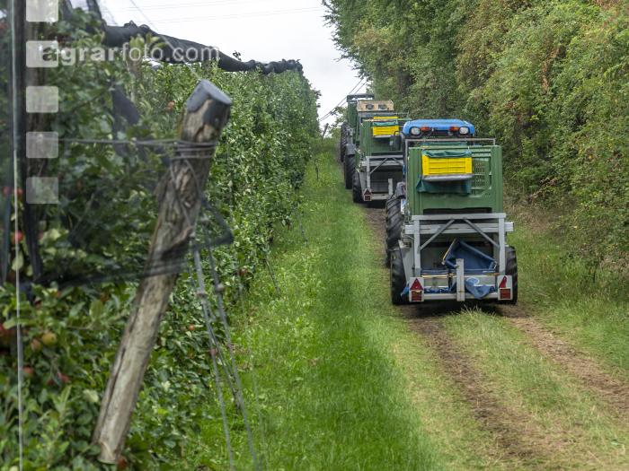 Apfelernte Puch bei Weiz 1