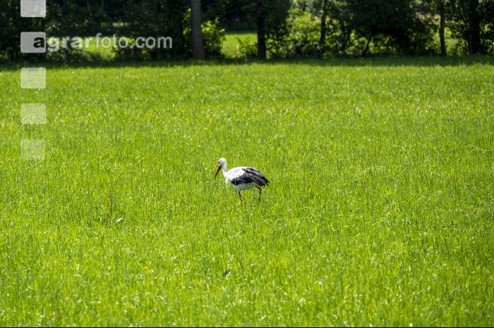 Störche auf Dauerwiese 2