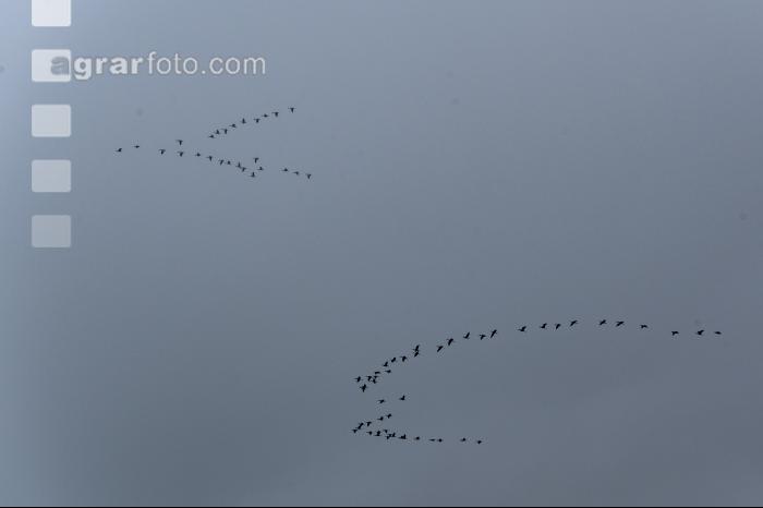 Gänseflug