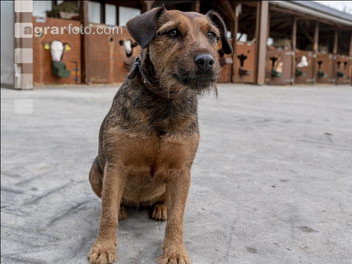 Hofhund 3