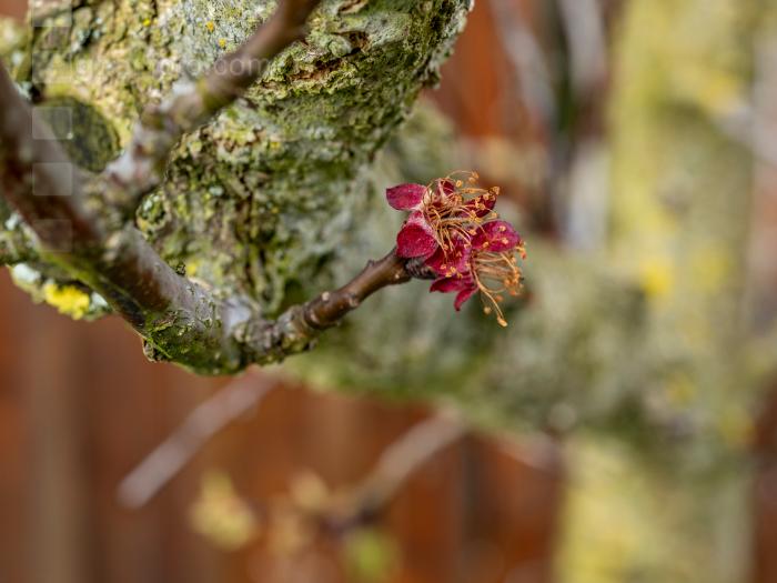 Marillenblüte abgefrostet 1